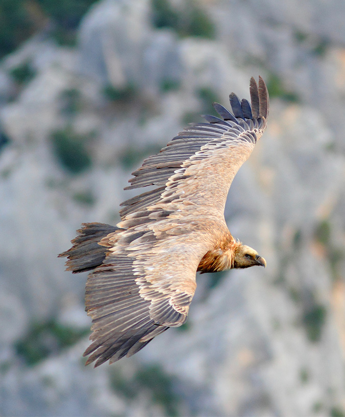 WoodPACA_Wildlife_Verdon_Griffon_Vulture