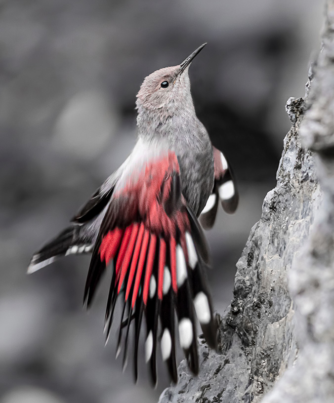 WoodPACA_Wildlife_Verdon_Wallcreeper
