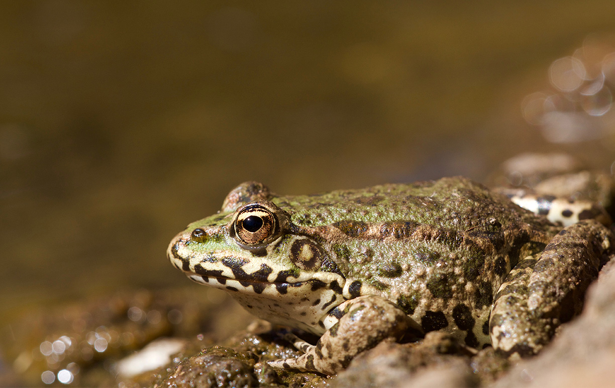 Woodpaca Wildlife_RNN_Plaine_des_Maures_Amphibians