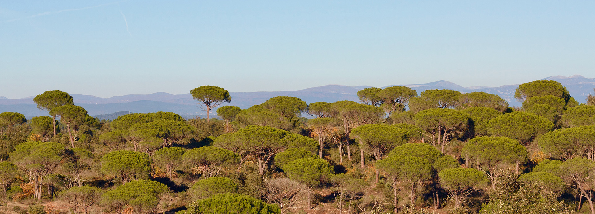 Woodpaca Wildlife_RNN_Plaine_des_Maures_Header