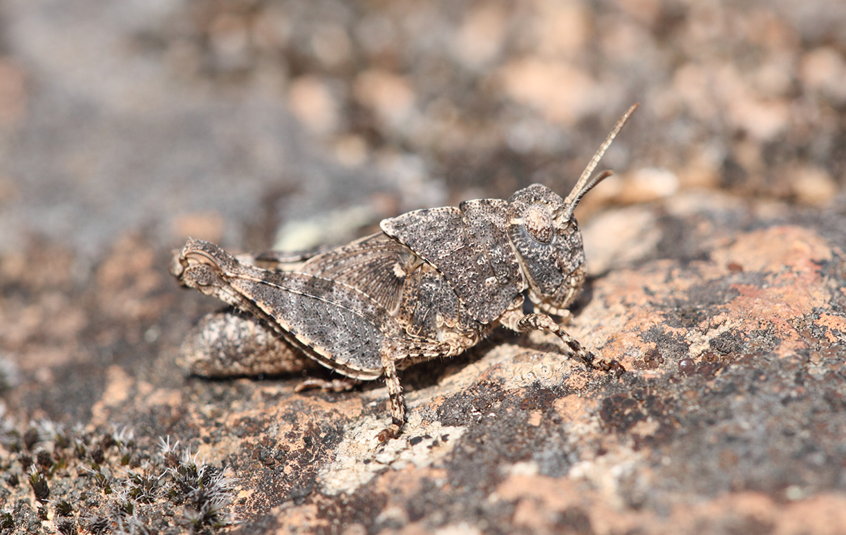 Woodpaca Wildlife_RNN_Plaine_des_Maures_Insects