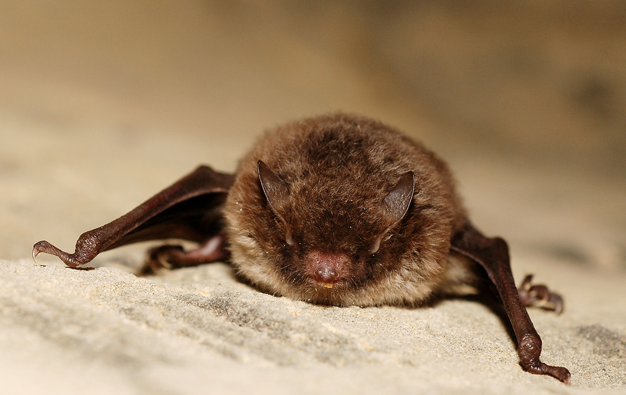 Woodpaca Wildlife_RNN_Plaine_des_Maures_Mammals