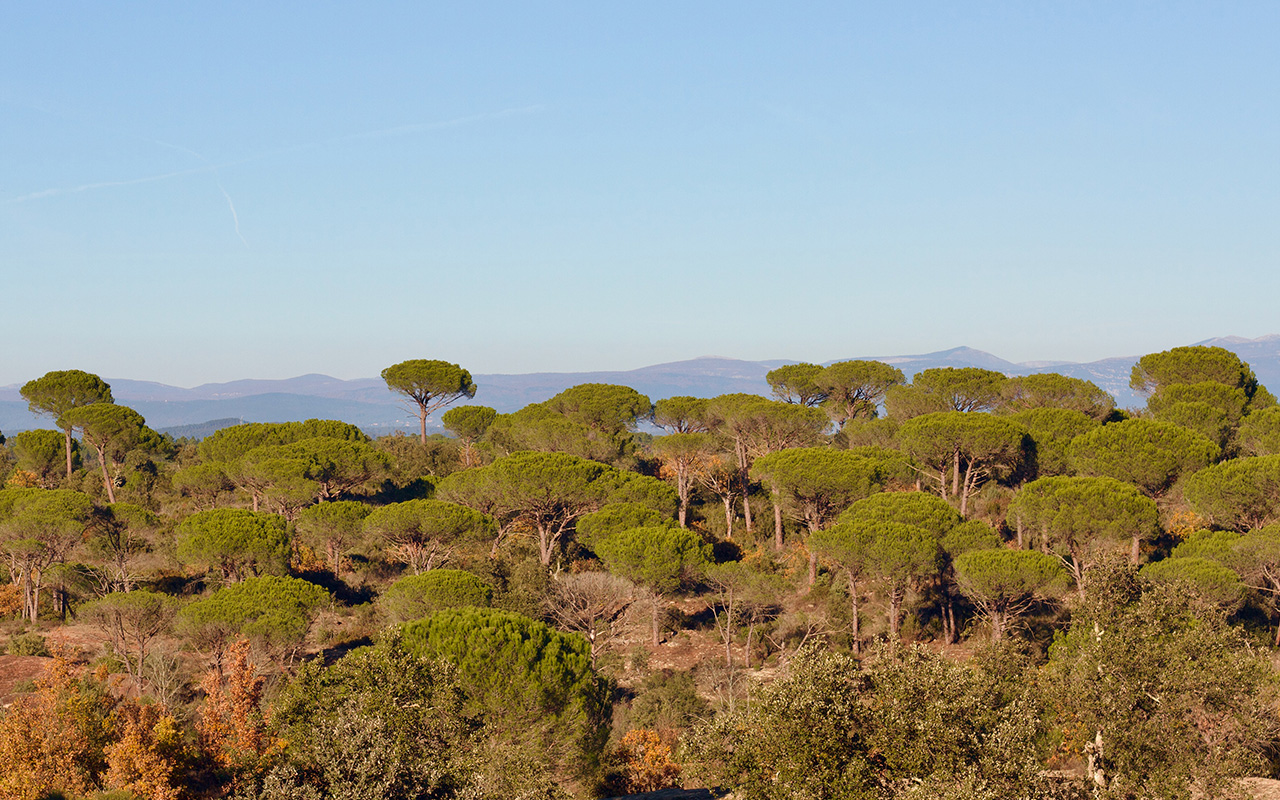 Woodpaca Wildlife_RNN_Plaine_des_Maures_Mobile_Header