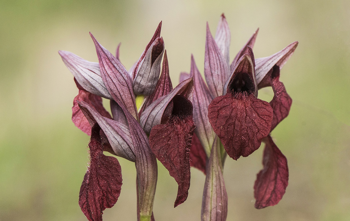 Woodpaca Wildlife_RNN_Plaine_des_Maures_Rude_Orchids