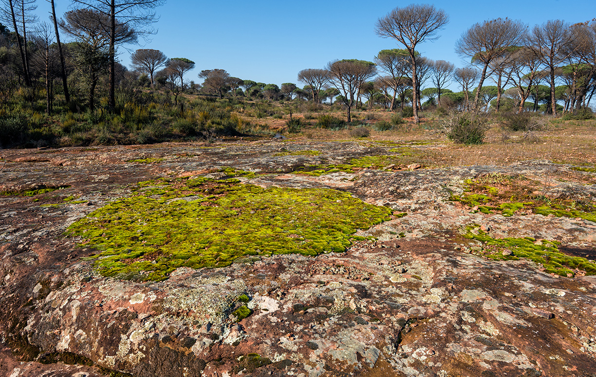 Woodpaca Wildlife_RNN_Plaine_des_Maures_Tattooed_Sandstone