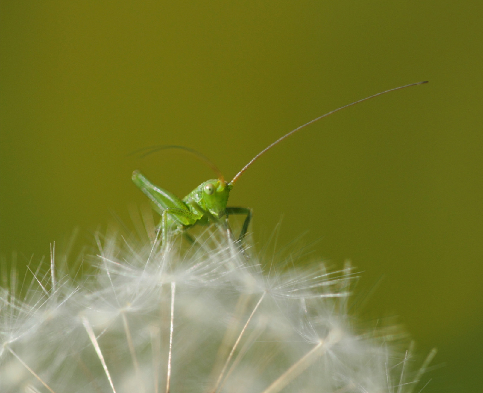 Woodpaca Wildlife_Ridge_Lines_Massif_des_Maures_Cricket_Nympth