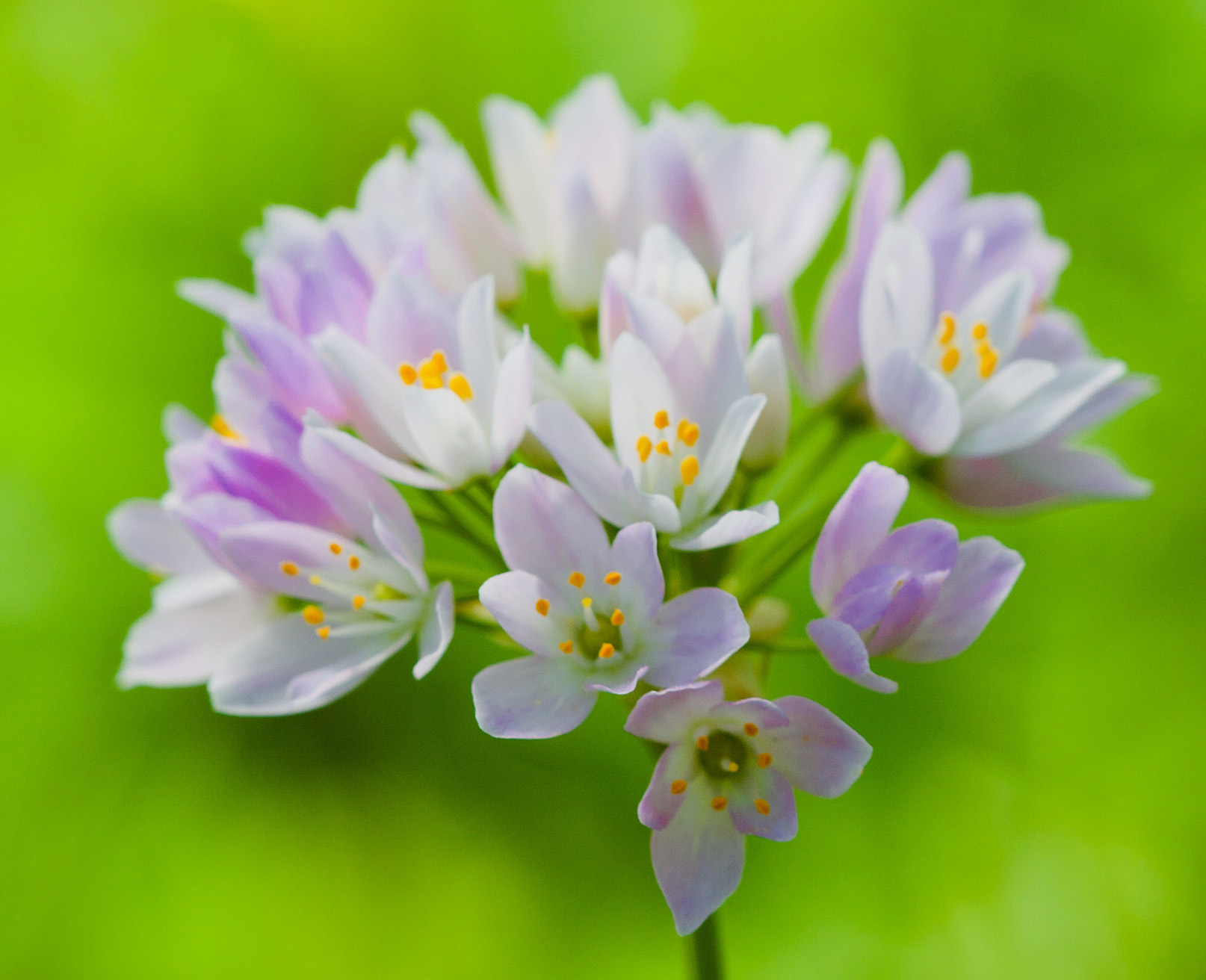 Woodpaca Wildlife_Ridge_Lines_Massif_des_Maures_Wild_Garlic