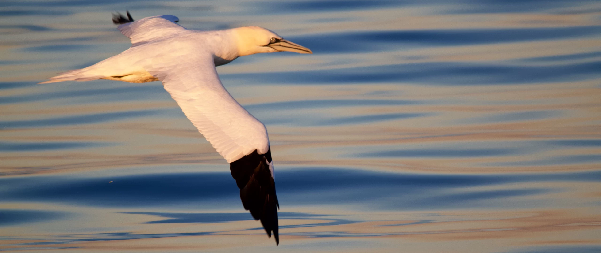 WoodPACA_Gannet_Sunset