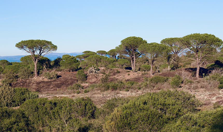 WoodPACA_Wildlife_Birds_Mediterranean_Scrub_&_Woodland