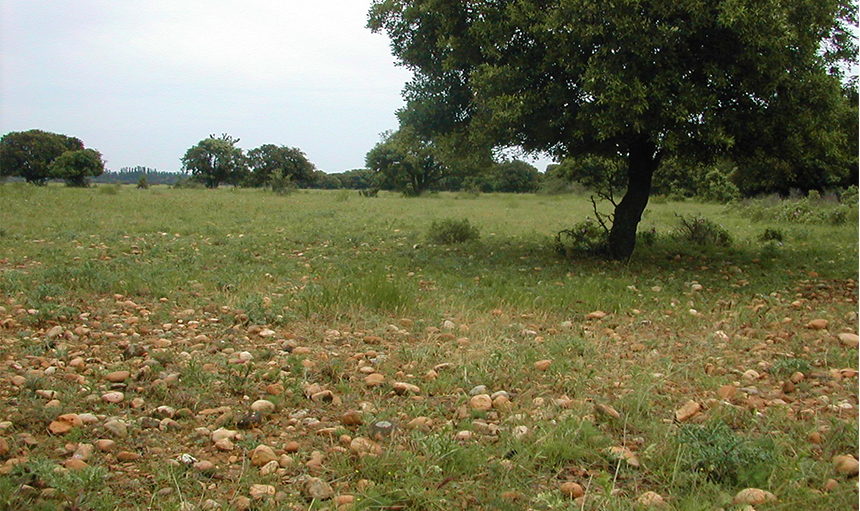 WoodPACA_Wildlife_Birds_Open_&_Steppe_Landscapes