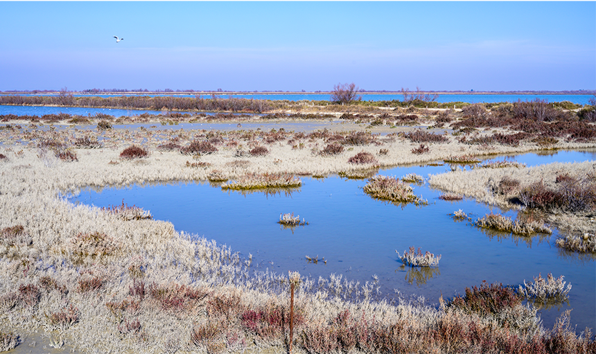 WoodPACA_Wildlife_Birds_Wetlands_&_Estuaries