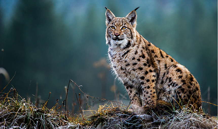 WoodPACA_Wildlife_Mammals_Apex_Predators_and_Ecological_Balance