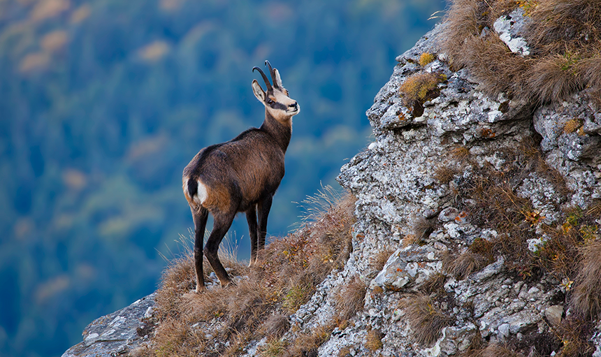 WoodPACA_Wildlife_Mammals_Herbivores_and_Landscape_Structure