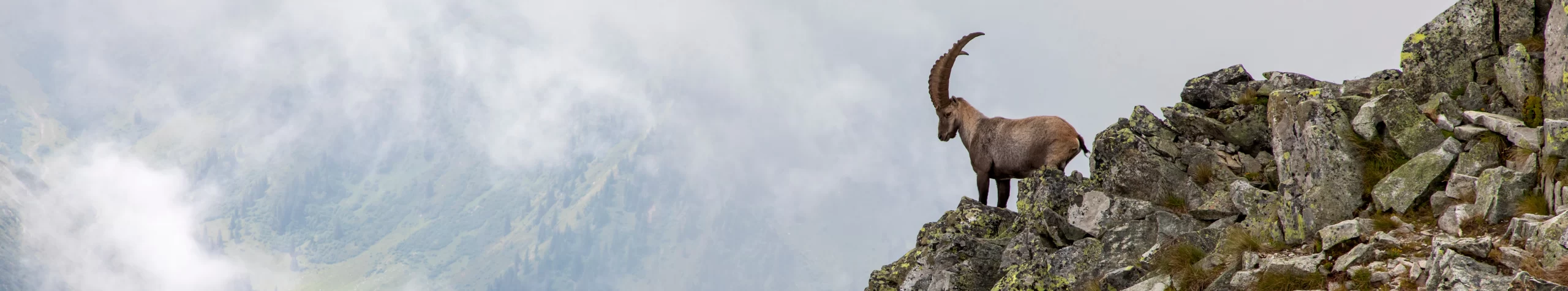 WoodPACA_Wildlife_Mammals_Page_Banner