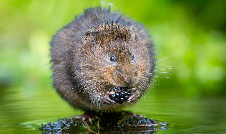 WoodPACA_Wildlife_Mammals_Small_Mammals_The_Hidden_Workforce