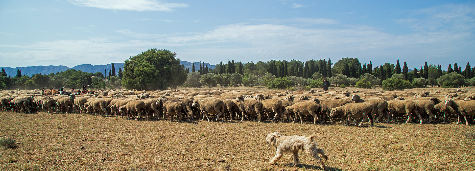 WoodPACA Wildlife_RNN_Coussouls_de_la_Crau_Header