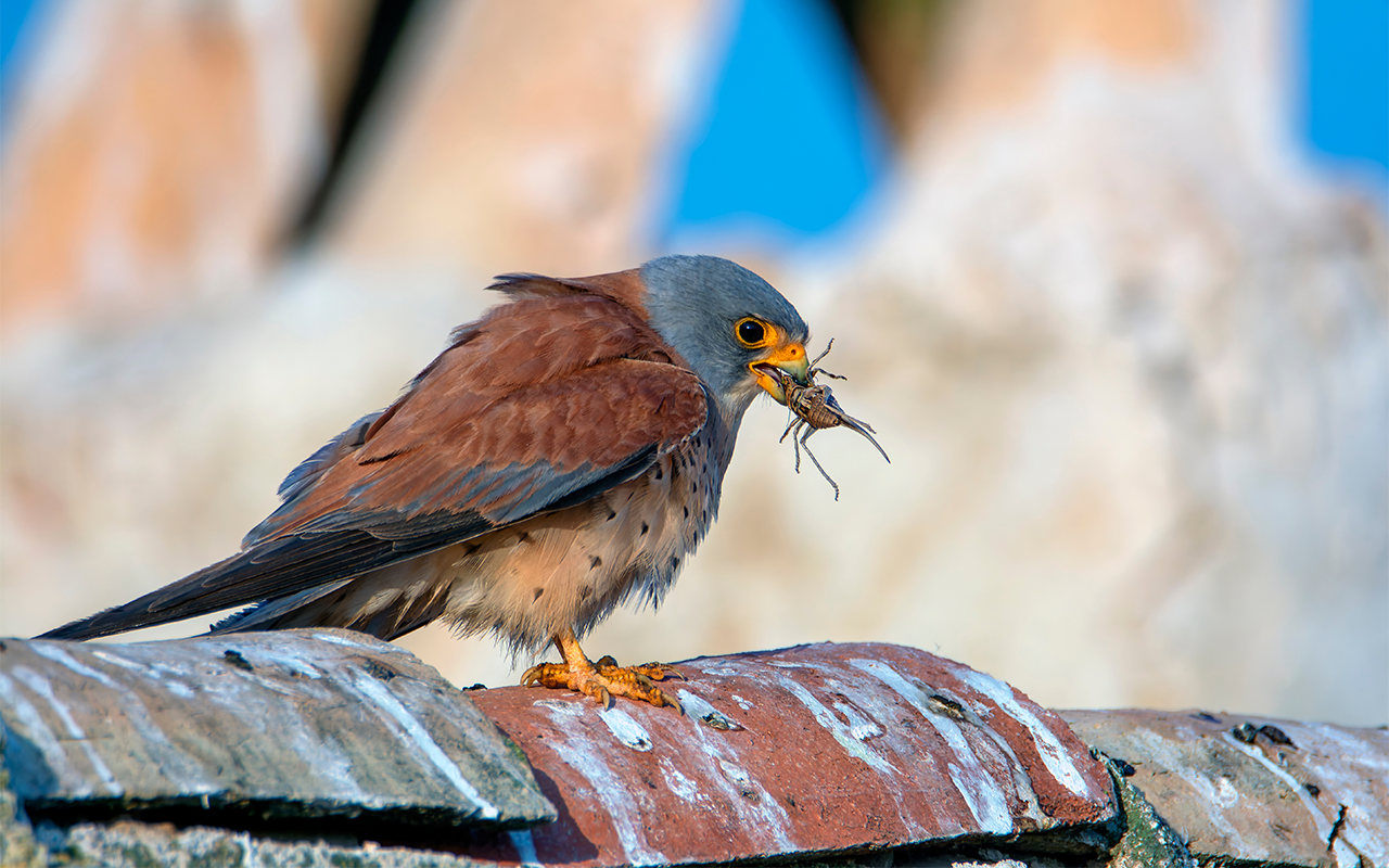 WoodPACA Wildlife_RNN_Coussouls_de_la_Crau_Lesser_Kestrel