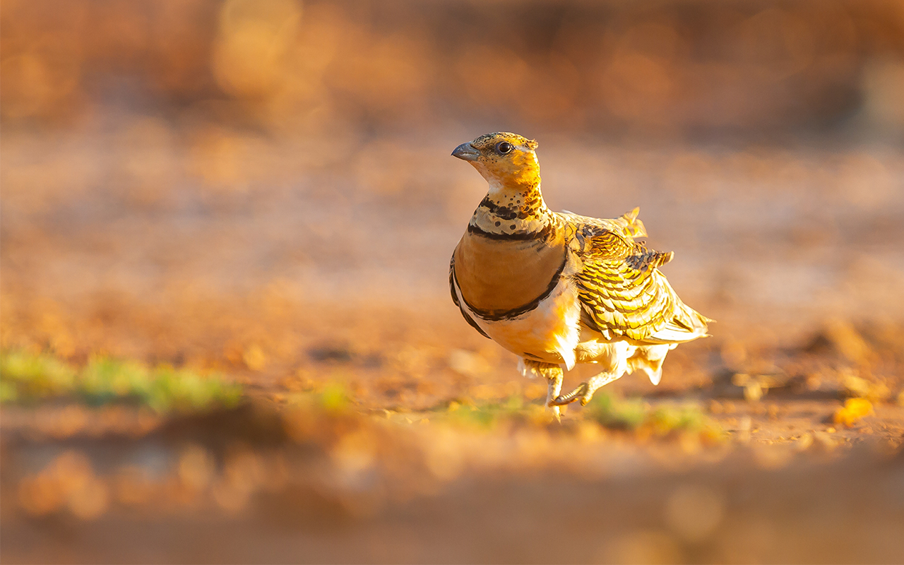 WoodPACA Wildlife_RNN_Coussouls_de_la_Crau_Sandgrouse