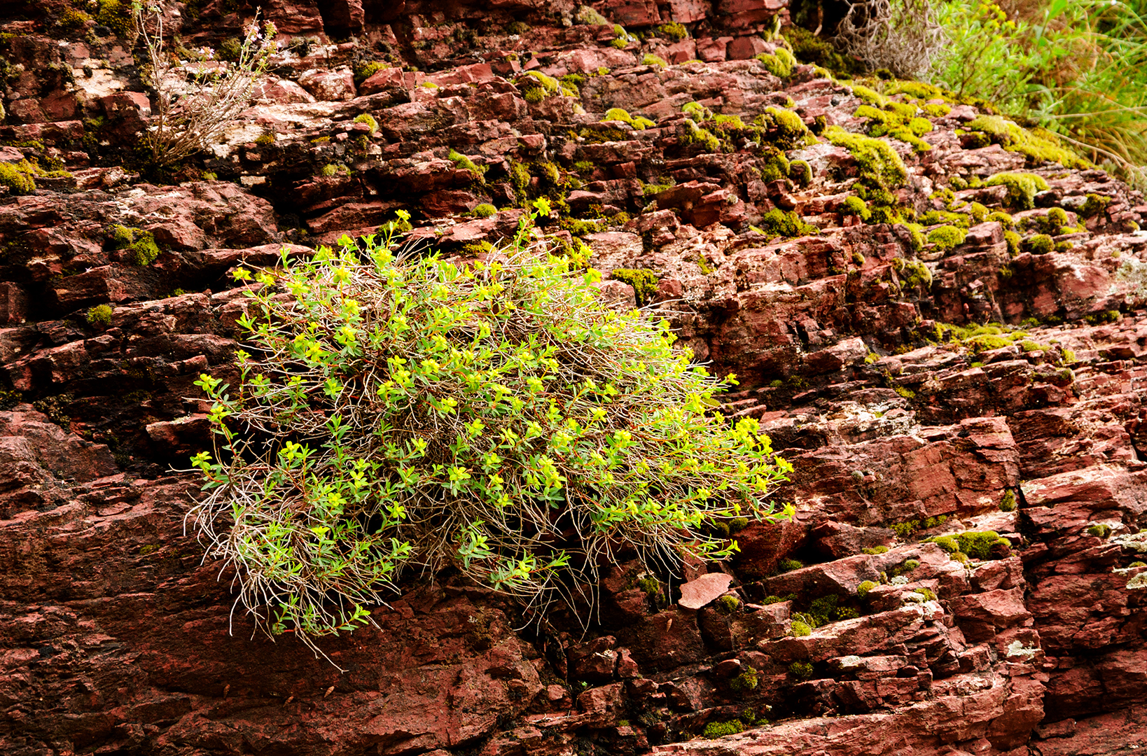 WoodPACA Wildlife_RNR_Dalius_Plants